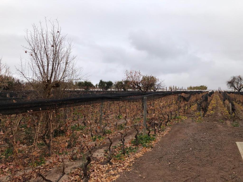 דירות Lujan de Cuyo Entre Vinedos מראה חיצוני תמונה