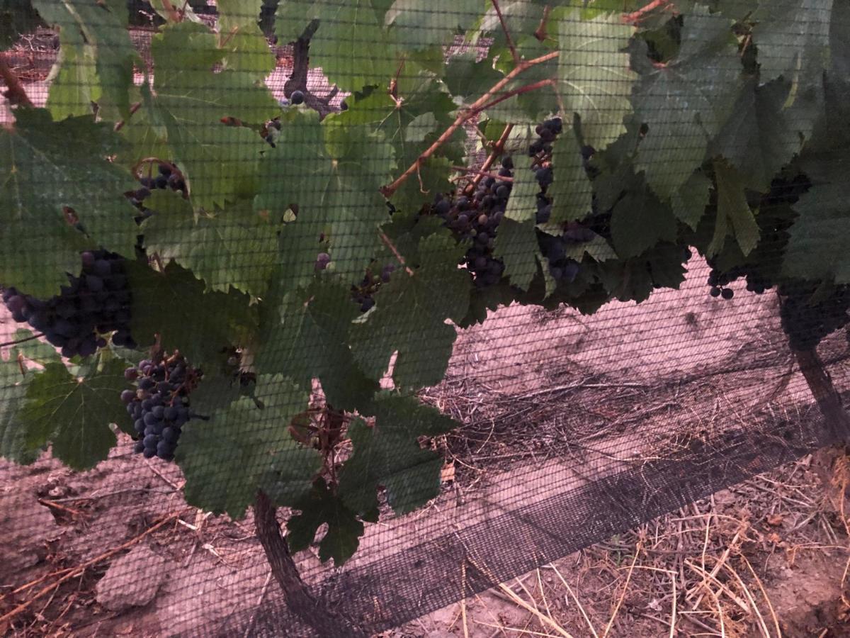דירות Lujan de Cuyo Entre Vinedos מראה חיצוני תמונה